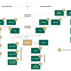 Arbre généalogique montrant les liens de parenté autour d'un défunt. Le décès d'un cousin germain est représenté, avec ses liens familiaux.
